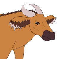 Thumbnail for ANI-612: African Forest Buffalo (F)