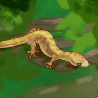 Thumbnail for ANI-673: Christmas Island Chained Gecko (M)