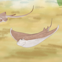 Thumbnail for ANI-674: Cownose Ray (F)