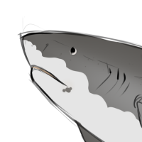 Thumbnail for ANI-704: Tiger Shark (M)