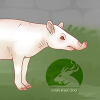 Thumbnail for ANI-733: Albino Baird's Tapir (F)