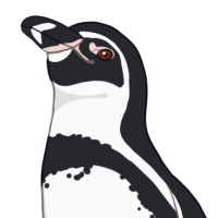 ANI-768: Galapagos Penguin (F)