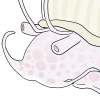 Thumbnail for ANI-772: Granny Smith - Albino Apple Snail (F)