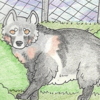 Thumbnail for ANI-811: Raccoon Dog (F)