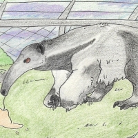 Thumbnail for ANI-813: Giant Anteater