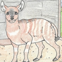 Thumbnail for ANI-818: Sitatunga (F)