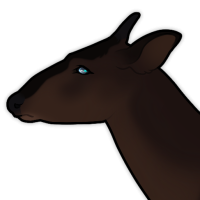 Thumbnail for ANI-823: Melanistic Black-fronted Duiker (F)