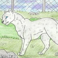 Thumbnail for ANI-934: Leucistic Cheetah (F)