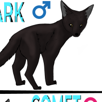 Thumbnail for ANI-947: Melanistic Kit fox (M)