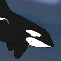 Thumbnail for ANI-1044: Killer Whale (M)