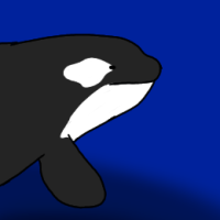 Thumbnail for ANI-1045:  Killer Whale (F)