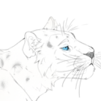 Thumbnail for ANI-1060: Amur Leopard (F)