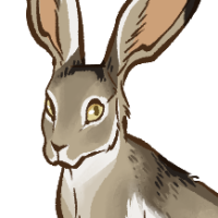 Thumbnail for ANI-1072: White-Sided Jackrabbit (F)