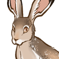 Thumbnail for ANI-1073: White-Sided Jackrabbit (M)