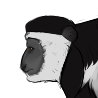 Thumbnail for ANI-1262: Mantled Guereza (M)