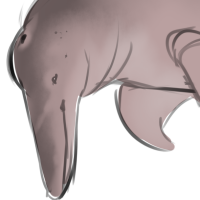 Thumbnail for ANI-1263: Amazon River Dolphin (M)