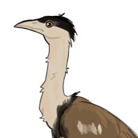 Thumbnail for ANI-1268: Great Indian bustard (M)