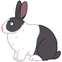 Thumbnail for ANI-1317: Domestic Rabbit Dutch  (F)