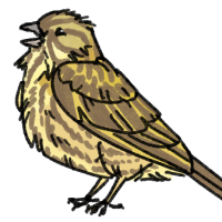 Thumbnail for ANI-1349: Yellowhammer (F)