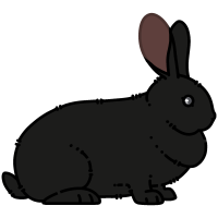 Thumbnail for ANI-1405: Flemish Giant (F)