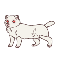 Thumbnail for ANI-1417: Albino Bush Dog (M)