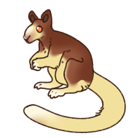 Thumbnail for ANI-1425: Goodfellow's Tree Kangaroo (M)