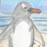 Thumbnail for ANI-1589: Gentoo Penguin (F)