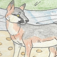 Thumbnail for ANI-1590:  Island Fox (F)