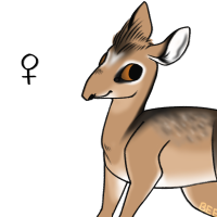 Thumbnail for ANI-1615: Kirk's Dik Dik (F)