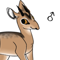 Thumbnail for ANI-1616: Kirk's Dik Dik (M)