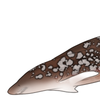 ANI-1659: Zebra Shark (M)