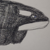 Thumbnail for ANI-1669: Killer Whale (F)