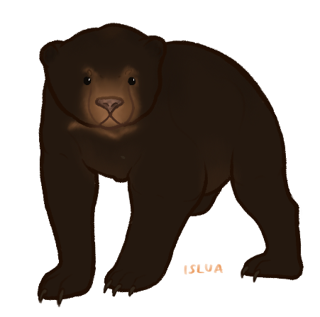 ANI-1691: Chocolate Sun Bear (M)