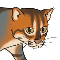 Thumbnail for ANI-1728: Flat-Headed Cat (F)